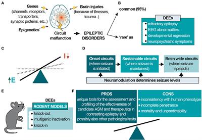 Advances toward precision therapeutics for developmental and epileptic encephalopathies